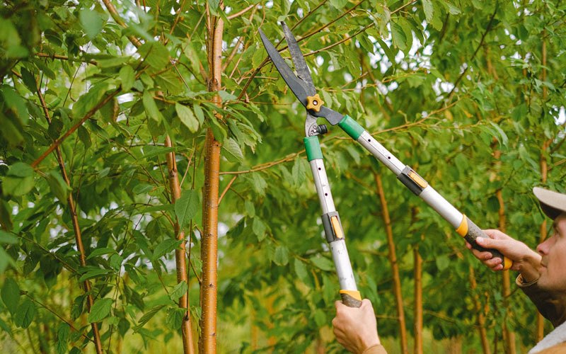 Tree trimming in Delhi, LA