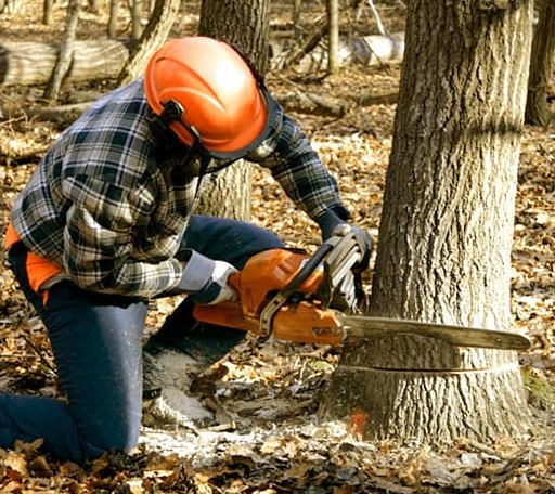 Tree Removal in Delhi, LA